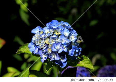 Nakasendo Samegai Juku 地藏河梅花藻2 滋賀縣samegai Juku 照片素材 圖片 圖庫 Nakasendo Samegai Juku 地藏河梅花藻2 滋賀縣samegai Juku 照片素材 圖片 圖庫