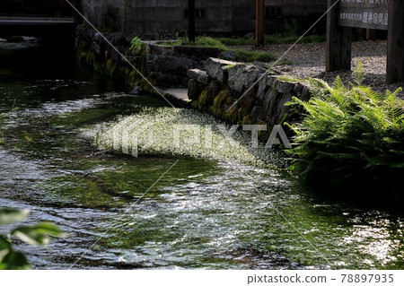 Nakasendo Samegai-juku:地藏河梅花藻4(滋賀縣Samegai-juku) Nakasendo Samegai-juku:地藏河梅花藻4(滋賀縣Samegai-juku) 78897935