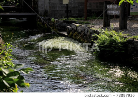 Nakasendo Samegai-juku:地藏川上的梅花藻,5(滋賀縣Samegai-juku) Nakasendo Samegai-juku:地藏川上的梅花藻,5(滋賀縣Samegai-juku) 78897936