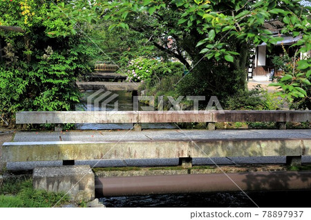 Nakasendo Samegai-juku: Jizo River plum blossom algae 6 (Samegai-juku, Shiga Prefecture) Nakasendo Samegai-juku: Jizo River plum blossom algae 6 (Samegai-juku, Shiga Prefecture) 78897937