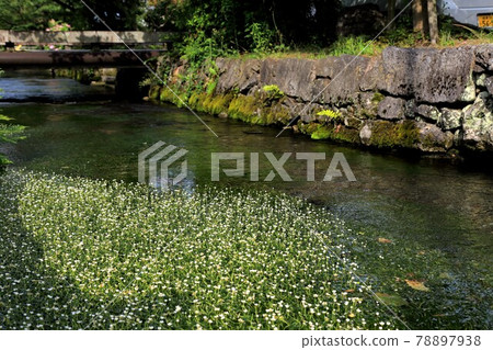 Nakasendo Samegai-juku: Jizo River plum blossom algae 7 (Samegai-juku, Shiga Prefecture) Nakasendo Samegai-juku: Jizo River plum blossom algae 7 (Samegai-juku, Shiga Prefecture) 78897938