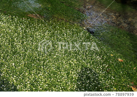 Nakasendo Samegai-juku: Jizo River plum blossom algae 8 (Samegai-juku, Shiga Prefecture) Nakasendo Samegai-juku: Jizo River plum blossom algae 8 (Samegai-juku, Shiga Prefecture) 78897939