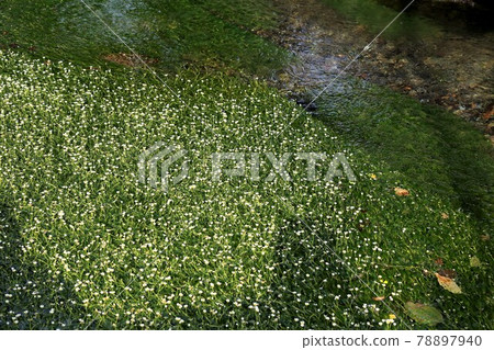 Nakasendo Samegai-juku: Jizo River plum blossom algae 9 (Samegai-juku, Shiga Prefecture) Nakasendo Samegai-juku: Jizo River plum blossom algae 9 (Samegai-juku, Shiga Prefecture) 78897940