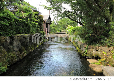 Nakasendo Samegai Juku 地藏河梅花藻11 滋賀縣samegai Juku 照片素材 圖片 圖庫