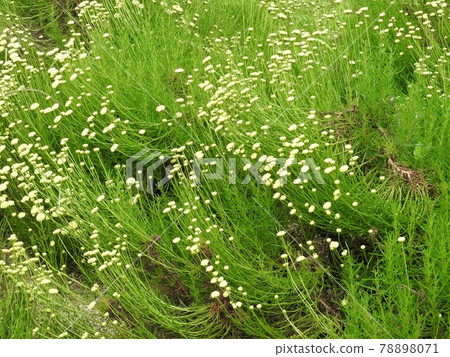 Green santolina 78898071