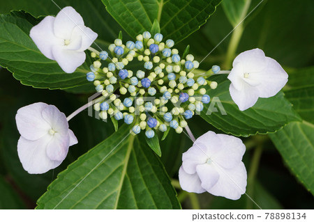 Forehead blooming hydrangea 78898134