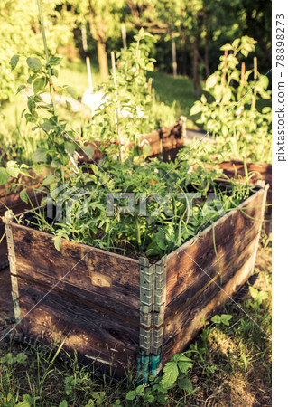 pallet collar raised beds for vegetables planting. permacultural gardening 78898273