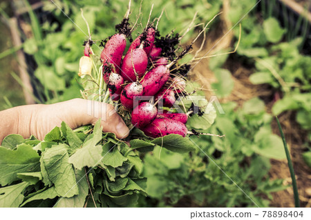 tasty eco radish from own garden. permaculture tasty eco radish from own garden. permaculture 78898404