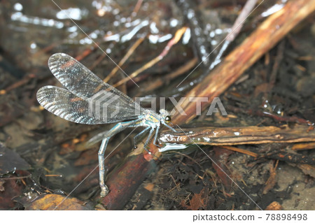 Spawning eggs Spawning eggs 78898498