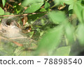 spiderweb  78898540