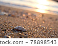 Seashells on the beach 78898543