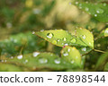 Polka dots on the leaves after the rain 78898544