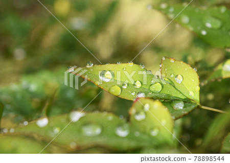 Polka dots on the leaves after the rain 78898544
