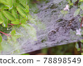 spider web after rain 78898549