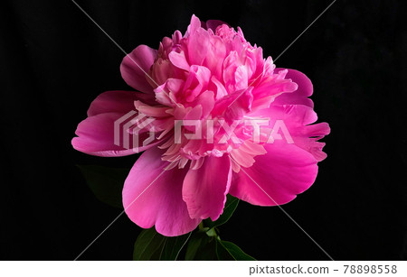 Low key shot of a pink peony flower on black background. 78898558