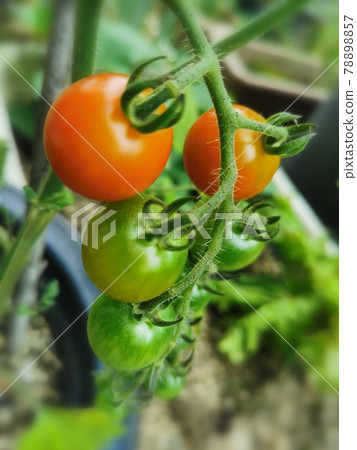 Petit tomatoes Petit tomatoes 78898857