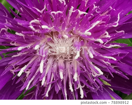 Stokeesia花 78898912