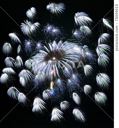 [Fireworks image] Chiwa chrysanthemum. A fireworks display in which many florets bloom all at once. 78899018