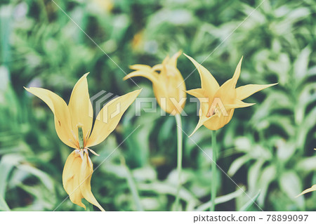 Bright flowers of tulips on a tulip field on a sunny morning Bright flowers of tulips on a tulip field on a sunny morning 78899097