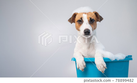 Funny friendly dog jack russell terrier takes a bath with foam on a white background 78899482