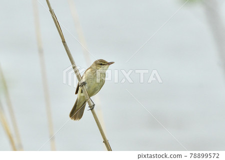 Oyo Yoshikiri 78899572