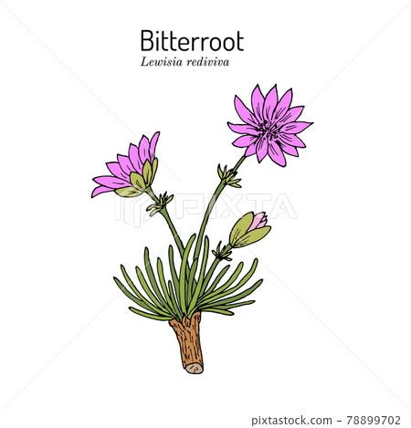 Bitterroot Lewisia rediviva , Official State Flower of Montana Bitterroot Lewisia rediviva , Official State Flower of Montana 78899702