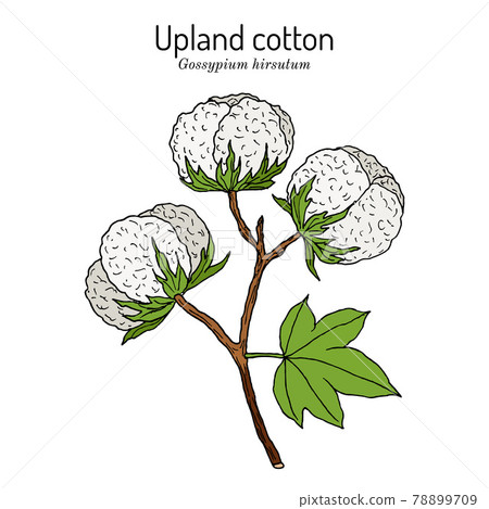 Upland or Mexican cotton Gossypium hirsutum 78899709