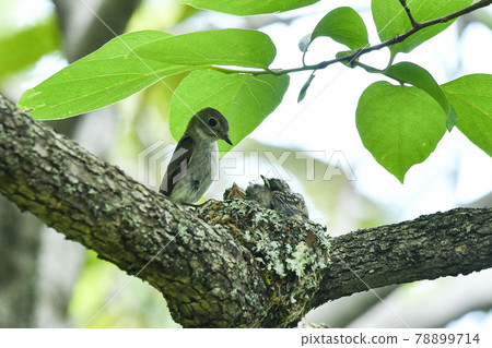 Kosametepataki 78899714