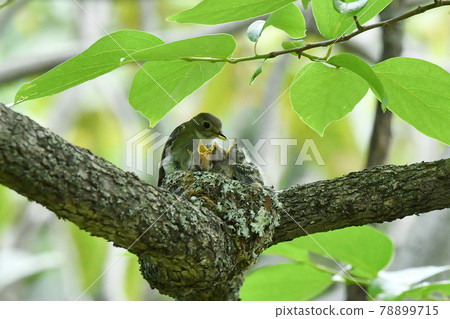 Kosametepataki 78899715