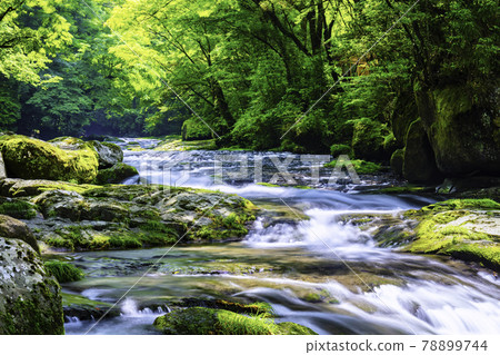 Kikuchi Gorge soothed by clean water (Kikuchi City, Kumamoto Prefecture) Kikuchi Gorge soothed by clean water (Kikuchi City, Kumamoto Prefecture) 78899744
