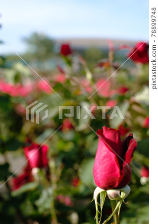 玫瑰花蕾 玫瑰花蕾 78899748
