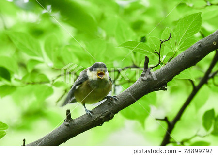 山羊的孩子 山羊的孩子 78899792