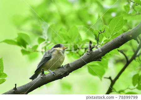 山羊的孩子 78899799