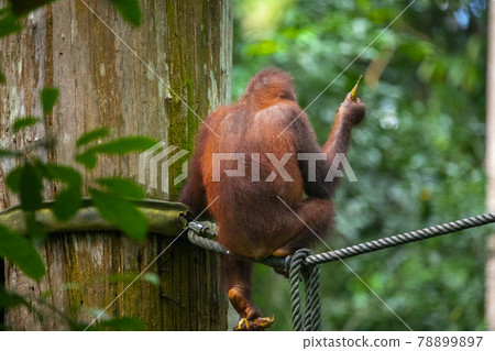 馬來西亞,紅毛猩猩,山打根,マレーシア、オランウータン、サンダカン、Orangutan 馬來西亞,紅毛猩猩,山打根,マレーシア、オランウータン、サンダカン、Orangutan 78899897