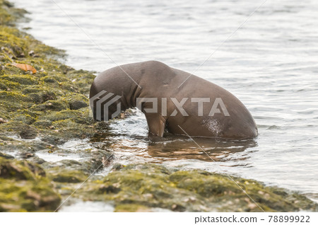 Sea Lion pup , Patagonia Argentina Sea Lion pup , Patagonia Argentina 78899922