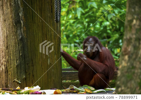 馬來西亞,紅毛猩猩,山打根,マレーシア、オランウータン、サンダカン、Orangutan 馬來西亞,紅毛猩猩,山打根,マレーシア、オランウータン、サンダカン、Orangutan 78899971