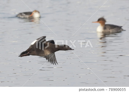 Female White-winged Scoter, Melanitta deglandi, flying Female White-winged Scoter, Melanitta deglandi, flying 78900035