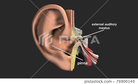 Anatomy of human ear. 78900149