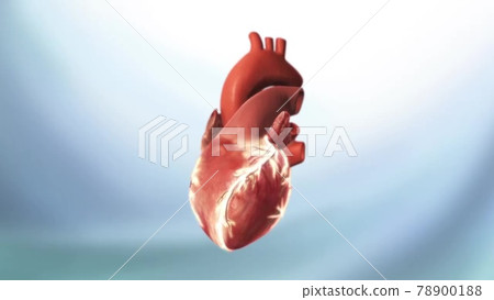 Human Heart Anatomy For Medical Concept 3D Illustration 78900188