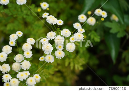 Feverfew Feverfew 78900418
