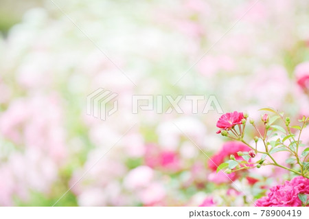 美麗綻放的玫瑰 78900419