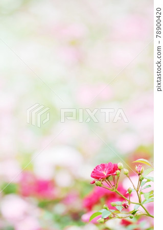 美麗綻放的玫瑰 78900420