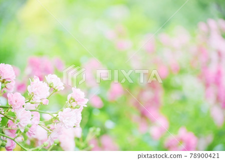 Beautifully blooming roses 78900421