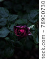 Red rose wet in the rain 78900730