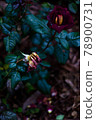 A rose that endures while being hit by the rain 78900731
