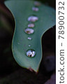 Raindrops after the rain 78900732