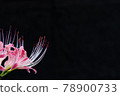 Cluster amaryllis blooming in the dark 78900733