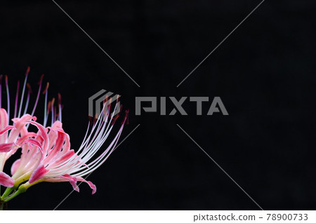 Cluster amaryllis blooming in the dark Cluster amaryllis blooming in the dark 78900733