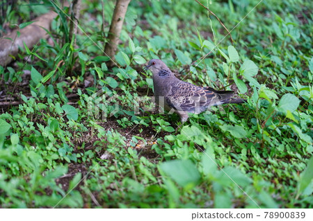 Turtledove  78900839