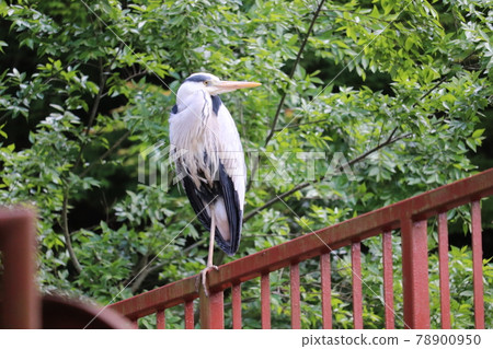 Wild heron Wild heron 78900950